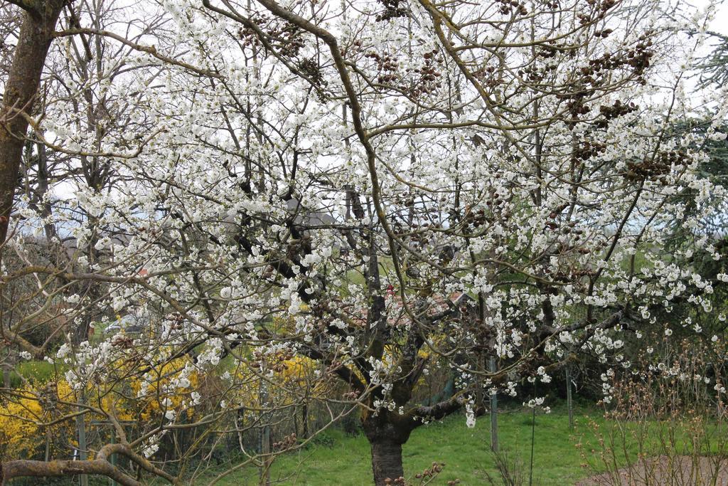 Staffelfelden Aux Berges De La Thur المظهر الخارجي الصورة